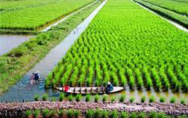 Sản xuất tôm - lúa theo GAP tại đồng bằng sông Cửu Long
